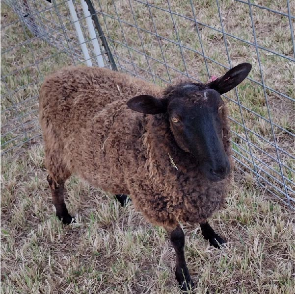 a brown fiber goat