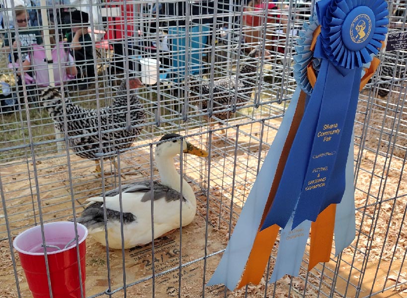 award winning duck