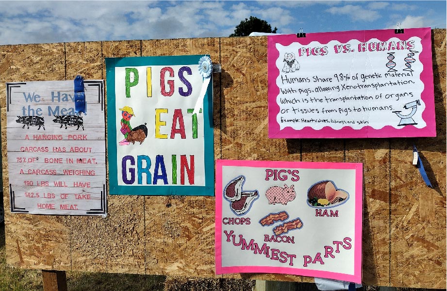 four informative pig posters