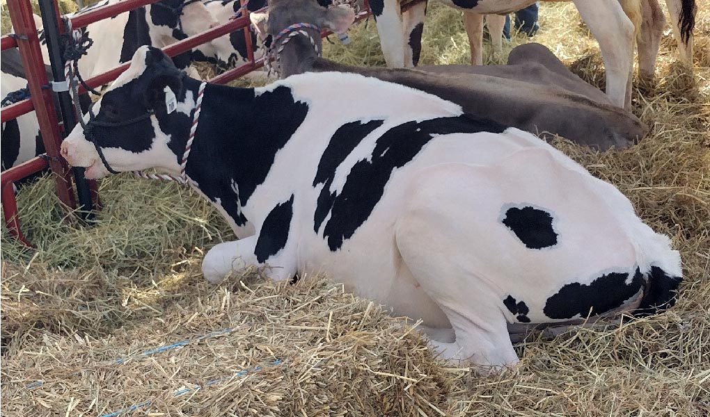 a black and white cow laying down