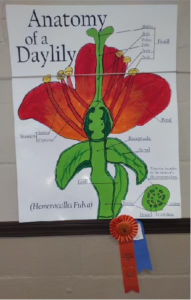 poster: anatomy of a daylily