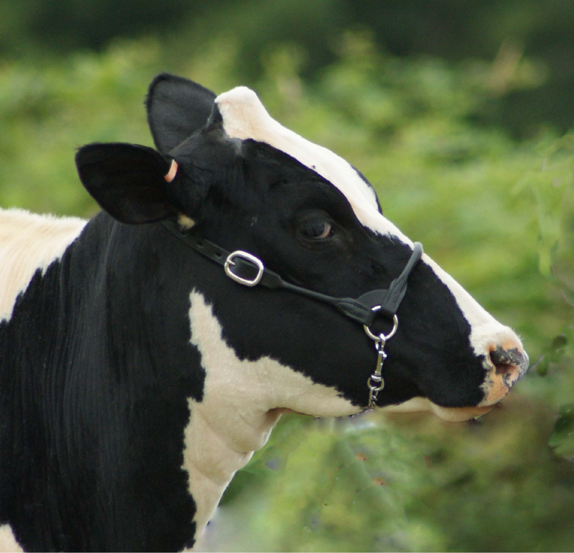 a view of a cow's head from the side