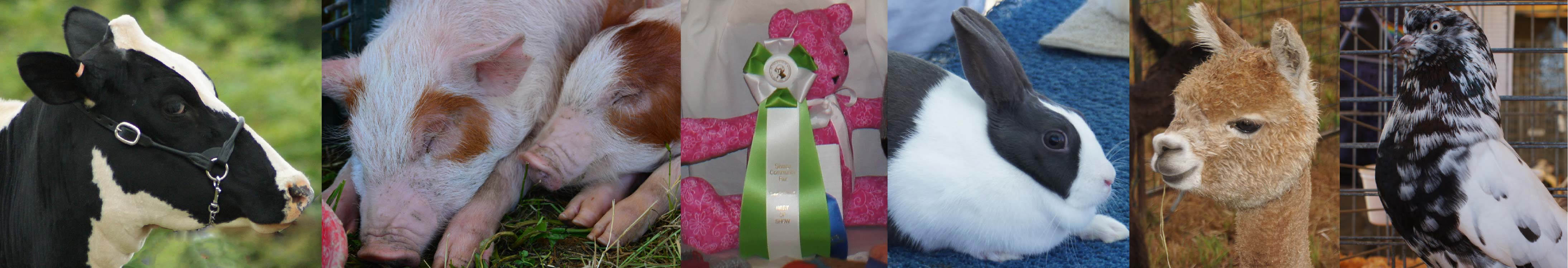 collage of fair animals and an indoor exhibit